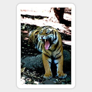 Snarling Tiger Sticker